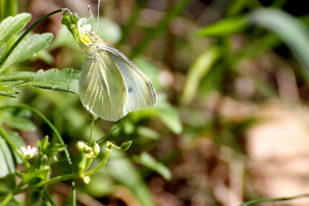 Pieris brassicae maschio? S